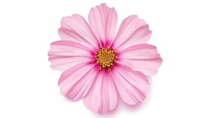 A vibrant pink flower with delicate petals and a central cluster of yellow stamens.