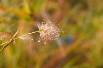 Semi dry meadow plant - Setaria Faberi, Pictures of Dogtail grass in winter field, Setaria, A grass seed head is backlit and glows in the warm morning light, Oldfield Oaks Forest Preserve, 