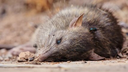 Ants and blow flies crawling, feeding on dead rat, view of head, eyes open, close up, low ground level angle.