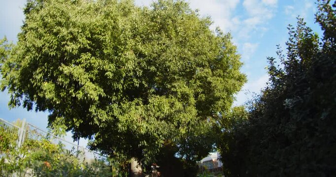 Beautiful slow motion shot of a large tree in radiant colors in the sunlight on an autumn afternoon in El Retiro park.