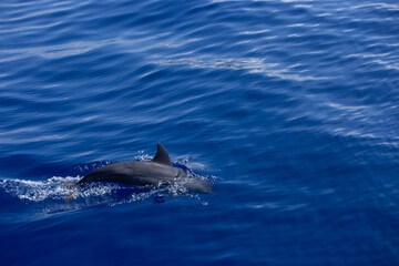 Fototapeta premium A sleek dolphin glides just beneath the ocean's calm, blue surface, creating gentle ripples and a splash. Sunlight reflects softly on the water,