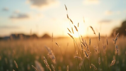 Naklejka premium Serene Sunset Over Meadow - Peaceful Grass Silhouettes in Golden Light