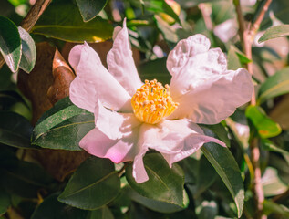 白いツバキの花　クローズアップ