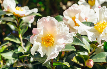 白いツバキの花　クローズアップ