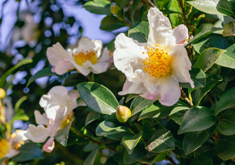 白いツバキの花　クローズアップ