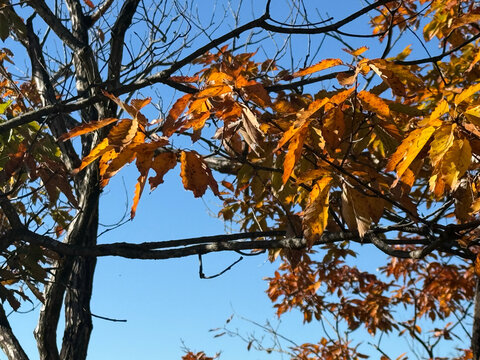 autumn leaves, japan, nature, landscape, autumn, fallen leaves