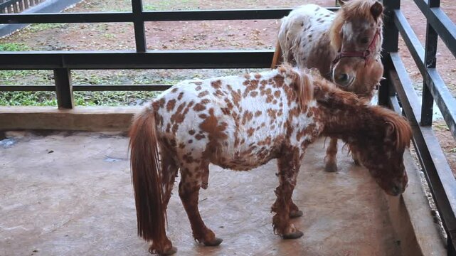 cute brown spotted appaloosa pony with black fence 