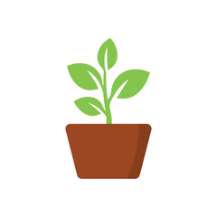 plant in a pot