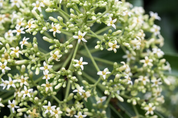 The Taiwanese cheesewood (Pittosporum pentandrum (Blanco) Merr.) flowers.