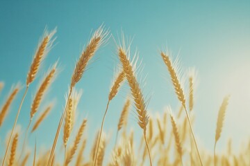 Fototapeta premium Golden wheat field with blue sky and sunlight in summer