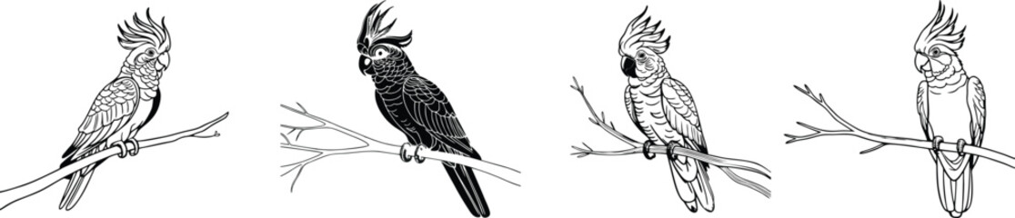 Set of cockatoo mascot line vector illustration  white background © Jagone Mas Zan