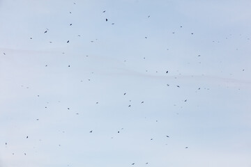 A flock of birds flying in the sky