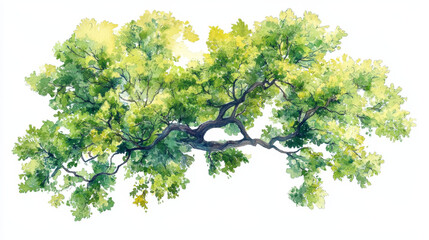 vibrant watercolor painting of lush green tree canopy