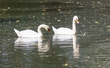Two swans are swimming in a pond