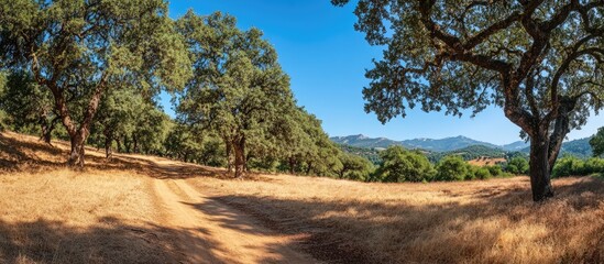 Naklejka premium Scenic dirt path winding through lush trees against a vibrant blue sky with open space for text and natural landscape backdrop