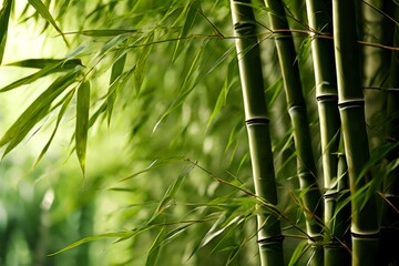 a bamboo forest swaying in the wind tall bamboo stalks sway gent