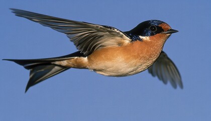 A Barn Swallow in Flight Against a Blue Sky