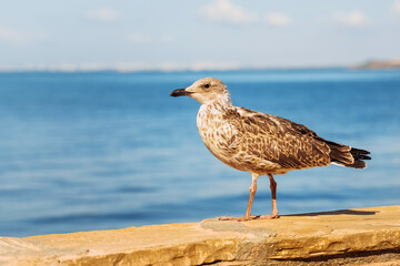 Seagull standing on a stone wall beside the tranquil blue waters of the sea during a sunny day