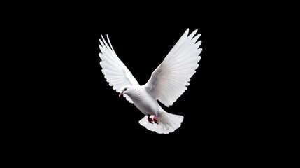 Fototapeta premium Peaceful Flight: White Dove Soaring with Open Wings