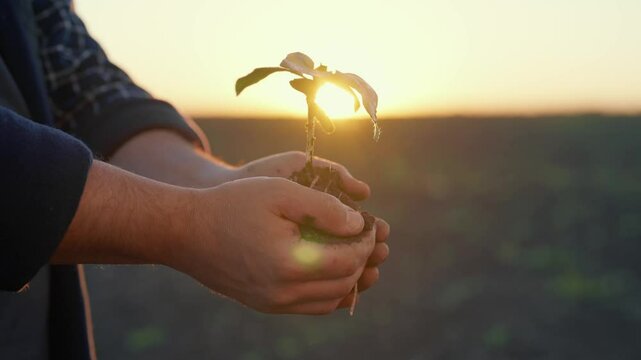 Farmer or botanist holding small plant sprout in hands, closeup view, farming. Farm worker planting seeding with clod of earth, man folding palms for save roots of little green plant, agriculture