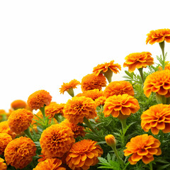 beautiful bright orange merigold flowers field isolated on white