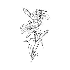 whimsical black and white daisy bouquet : a delicate floral illustration