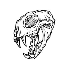 detailed line drawing of a animal skull