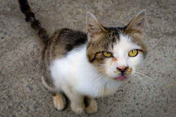 外で飼われているネコの眼差し