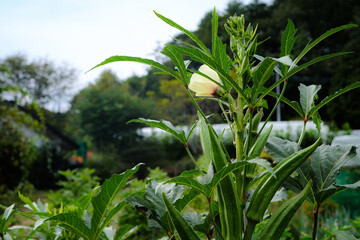 農家の畑で花咲くオクラ
