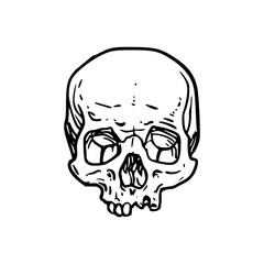 a line art drawing of a human head skull illustration