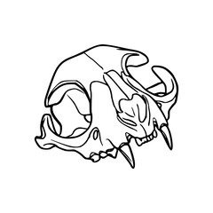 detailed line drawing of a animal skull