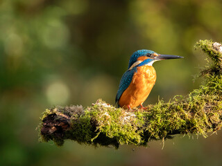 Kingfisher (Alcedo atthis) perched on branch 