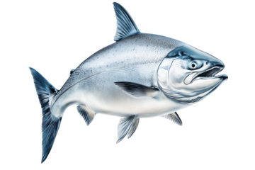 Raw salmon fish with detailed fins and scales, isolated on white transparent background, concept of marine life.