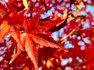 Beautiful color Momiji, Japanese maple leaves turn red in autumn