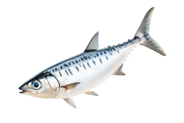 Fresh mackerel fish with detailed scales and fins isolated on white transparent background. Concept of seafood and marine life