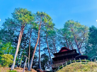 green view of tall trees with villa in the middle of the forest with a bright blue sky background