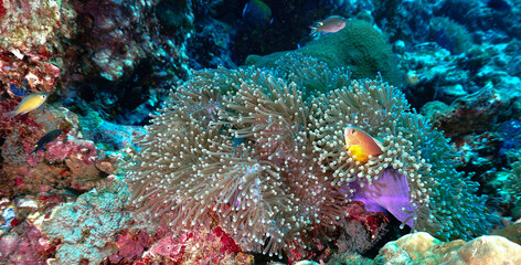 Underwater photo of anemone at a coral reef. From a scuba dive in the Andaman Sea in Thailand,