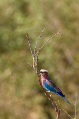 Beautiful Lilac-breasted roller on a treetop
