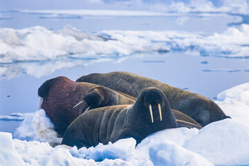 Walrus on the ice in arctic