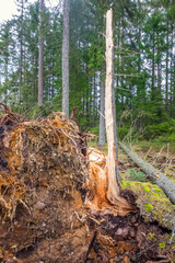 Obraz premium Uprooted tree after a storm in a forest