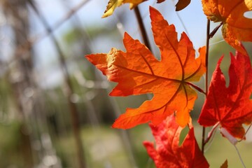 red maple leaves