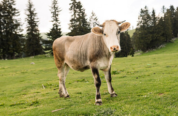 A curious young cow standing on a lush green meadow, surrounded by pine trees in a serene mountain landscape, symbolizing rural and pastoral life.