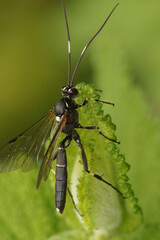 Closeup on a large black and white Ichneumonid wasp, Achaius oratorius sitting on a green leaf