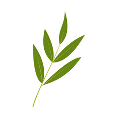 leaf illustration element