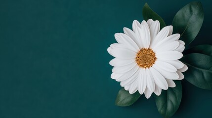 A blooming flower with each petal symbolizing a goal achieved, showcasing the natural progression of personal growth and transformation. Personal growth, development, achievement, success