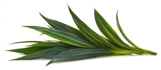 Fototapeta premium Elegant thin dark green dracaena leaf showcasing vibrant texture for sophisticated indoor plant decor and design inspiration