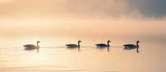 Geese swimming gracefully in a serene bay at dawn with a misty background creating a tranquil atmosphere