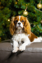 Cavalier King Charles Spaniel in front of a Christmas tree