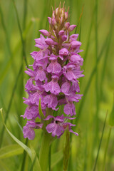 Vertical closeup on the purple flowering southern or leopard marsh orchid, Dactylorhiza praetermissa in a grassland