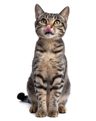 Fototapeta premium Alert Cat Standing Upright, Green Eyes Wide Open, Licking Lips with Tongue, Well-Groomed Fur, Attentive Posture, White Background Highlighting the Cat